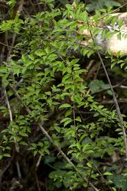 Image result for Canthium glaucum