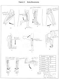 Wrist Joint Movements Demonstrate All The Movements Which