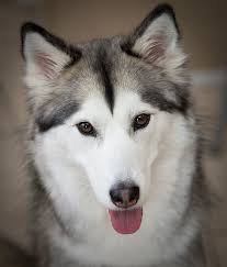 Black And Brown Husky File Jaa 3538 2 Jpg Wikipedia The Free Encyclopedia Alaskan Husky Husky Puppy Husky Dogs
