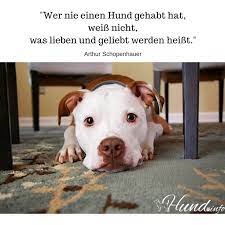 Die besten 47 hund spruche auf istdaslustig de. Hundespruche Hunde