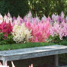 Astilbe Shade Mix Bulbs 24 Bulbs In 2021 Perrenial Flowers Pink Garden Shade Flowers