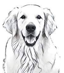 Pin On Hond Tekeningen