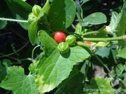 Image result for Cucumis maderaspatanus