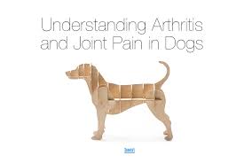 your dog s arthritis and joint health