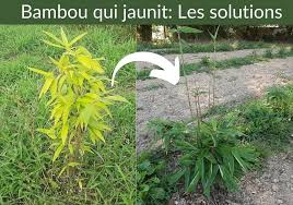 Le lucky bamboo est une plante d'intérieur facile à entretenir et qui pousse bien à la lumière indirecte du soleil. Votre Bambou Jaunit Ce Que Vous Devez Faire Vite