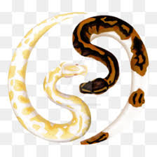 Mojave green rattlesnake coloring page. Burmese Python Png Burmese Python Florida Problem Burmese Python Coloring Page Burmese Python Tattoo Big Albino Burmese Python Burmese Python Eating Human Burmese Python Logo Burmese Python White Burmese Python Gifs Burmese Python Design Burmese