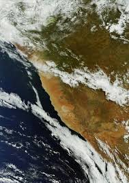 Image result for Chascanum schlechteri