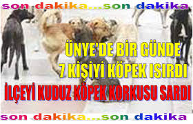 Unye De Kuduz Kopek Korkusu Unye Net Haber Cakir Medya Cakir Tv