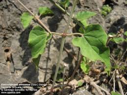 Image result for Commicarpus plumbagineus