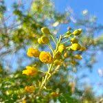 Image result for Caesalpinia cassioides