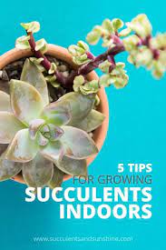 Learn How To Grow Succulents Indoors 5 Easy Tips Growing Succulents Succulents Succulents Indoor
