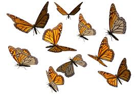 Red butterfly illustration, butterfly, flying butterflies background, animals, color png. Download Butterflies Swarm Transparent Background Hq Png Image Freepngimg