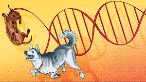 I found that most buyers have done their research and are requesting dna results it's time to get into the 21st century and dna profile all puppies. Best Dog Dna Tests 2019 Discover Your Dog S Breed And So Much More
