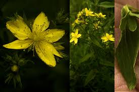 Image result for Hypericum scioanum