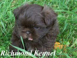 Browse and find shih tzu puppies today, on the uk's leading dog only classifieds site. Shih Tzu For Sale In Michigan Petswall