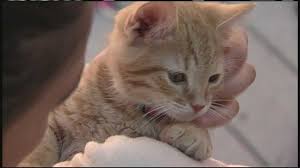 Pet rescue and forever homes. Maine Animal Shelter Offers Up Kitten Therapy