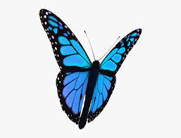 Our aim is to build a largest free png image platform in the world, serve for all the professional designer and people who have design skills. Transparent Background Butterfly Gif Hd Png Download Transparent Png Image Pngitem