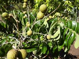 Washington state not only produces the majority of the apples people consume in the usa but also exports 30% to countries worldwide. My Edible Fruit Trees Longan Trees Wa