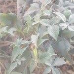 Image result for Merremia pterygocaulos