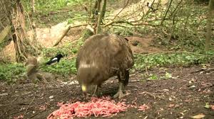 Загадки о птицах (riddles about birds). What Does A Camel Sound Like