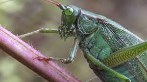 Click on second half of waveform to expand syllable group. Fork Tailed Bush Katydid Female Scudderia Fucata Youtube
