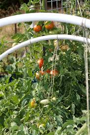 It doesn't matter what you're dealing with, because tomatoes of all shapes and sizes freeze beautifully. Freezing Tomatoes Whole The Simple Way Homemade Food Junkie