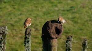 Birds That Make Mud Nests On Houses Learn How Male And Female Red Ovenbirds Work Together To Build Nests Made Out Of Mud And Clay In This Video From Nature Anim Animals What Is A Bird Making Out