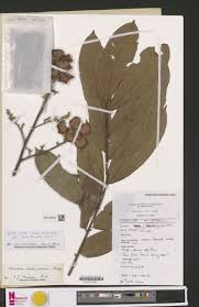 Image result for Aporrhiza