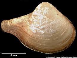 Image result for Vossia cuspidata