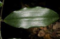 Image result for Dracaena laxissima