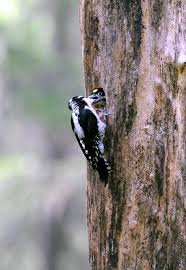 Image result for Tridactyle