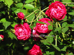 Start by digging a hole about 2 feet deep and equally as wide. Hoe And Shovel Roses For Florida Rose Plant Care Rose Florida Gardening