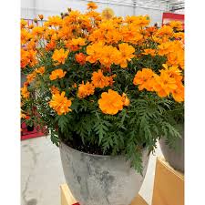 Orange flowering plant identification › flower identification guide plant identification yellow and orange flowers the following photos will allow you to identify. Cosmos Plants Mandarin Dobies