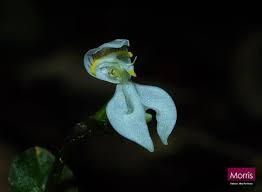 Image result for Disperis