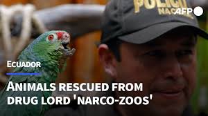 Animals rescued from Ecuadoran drug lord 'narco-zoos'