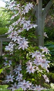 Does well in full to partial shade. Clematis For The Shady Garden Garden Shoots