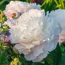 Gardenia Peony Buy Online Breck S