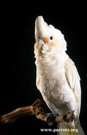 The goffin's cockatoo is a great pet bird if you have spare time. 27 Goffin Cockatoo Ideas Cockatoo Pet Birds Parrot