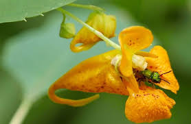 Image result for Impatiens shirensis