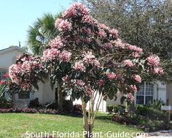 Image result for Clerodendrum