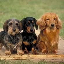Any of these health problems can shorten a dachshund's lifespan. Puppyfind Wiener Dog Puppies For Sale