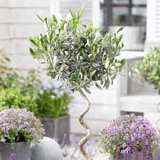 The olive tree flower is most famous for its olive fruit, which is used for producing extra virgin olive oil or as an appetizer and an ingredient in many dishes. Olive Tree Twisted Stem Large 21cm 80cm Dobies