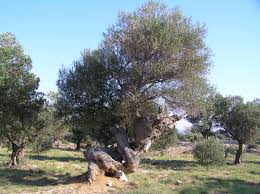 Olive Tree In Lun Island Pag Countryside Nature Croatia