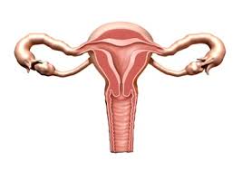 Nhs 111 Wales Encyclopaedia Polycystic Ovary Syndrome