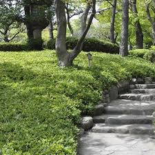 Image result for Shibataea kumasasa