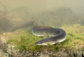 La migration des poissons en Belgique - Notre Nature