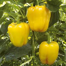 Some types of pepper plants have poisonous leaves, such as the chili pepper capsicum annuum. Yellow Capsicum Plants At Rs 2 50 Piece S Capsicum Plant Id 11976961448