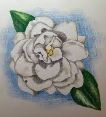 Gardenia Flower Painting Botanical Art Cow Skull Tattoos