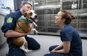 Posts loves to sleep cuddled near your neck! Vet Near Me Local Vet Mobile Veterinarians Brisbane