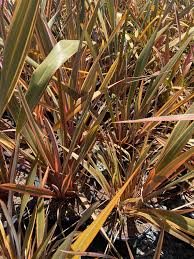 Image result for Phormium